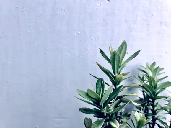 HippoZino Casino Suporte